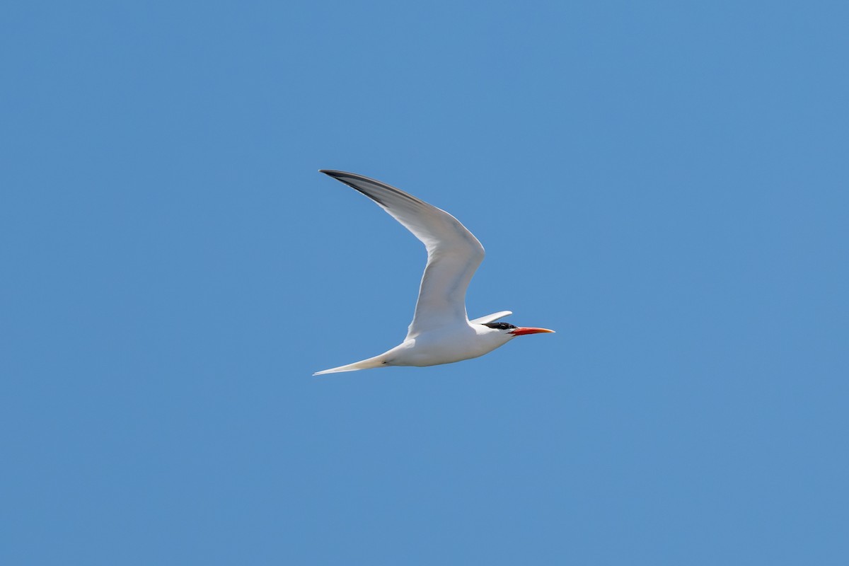 Elegant Tern - ML621298481