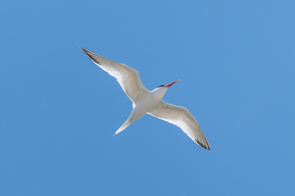 Elegant Tern - ML621298483