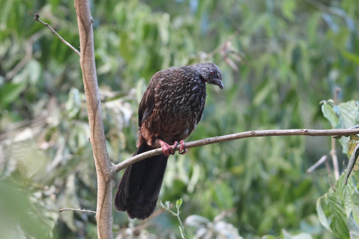 Andean Guan - ML62129851