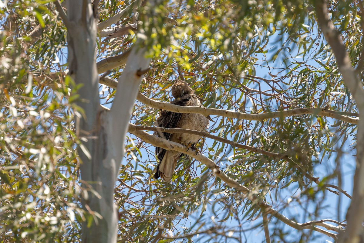 Red-tailed Hawk - ML621298519