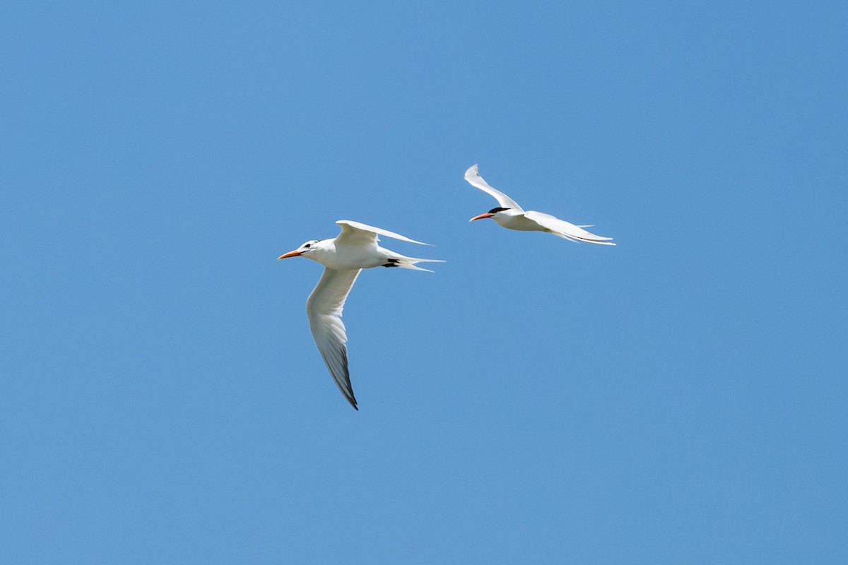 Royal Tern - Ruslan Balagansky