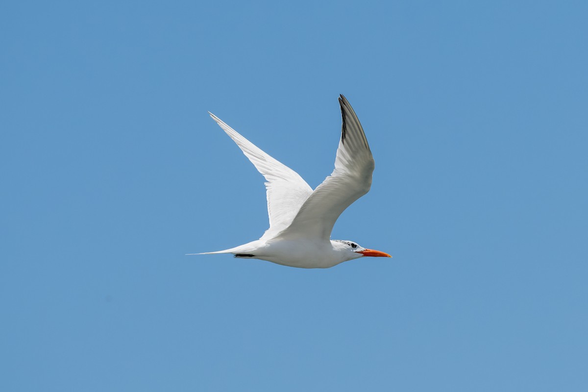 Royal Tern - Ruslan Balagansky