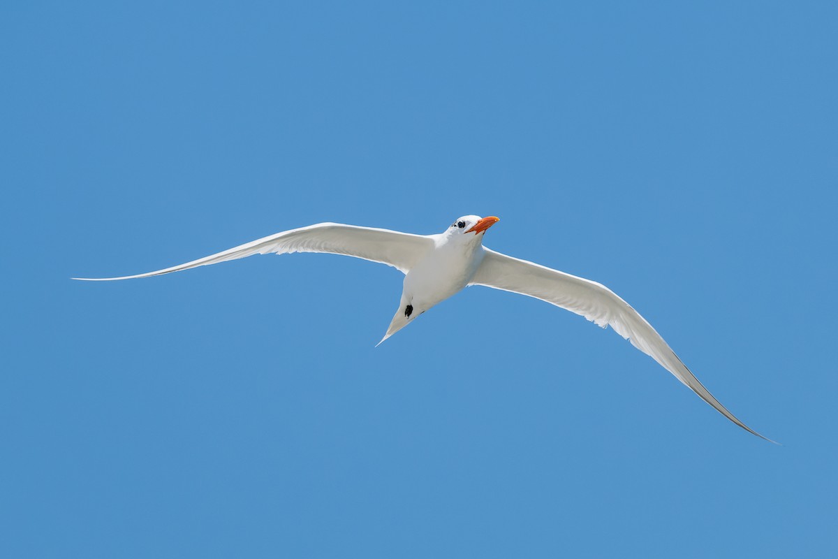 Royal Tern - ML621298565