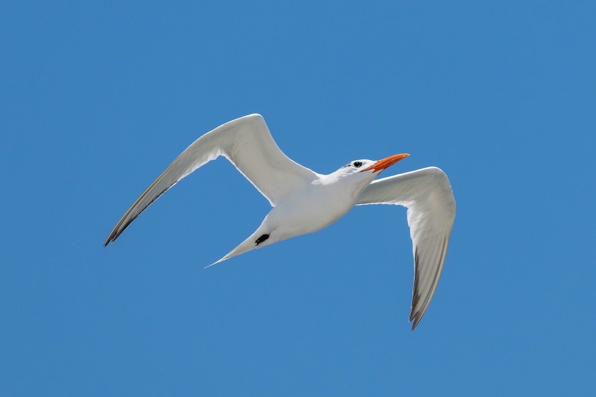 Royal Tern - ML621298566