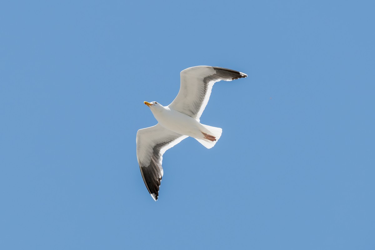 Western Gull - ML621298584