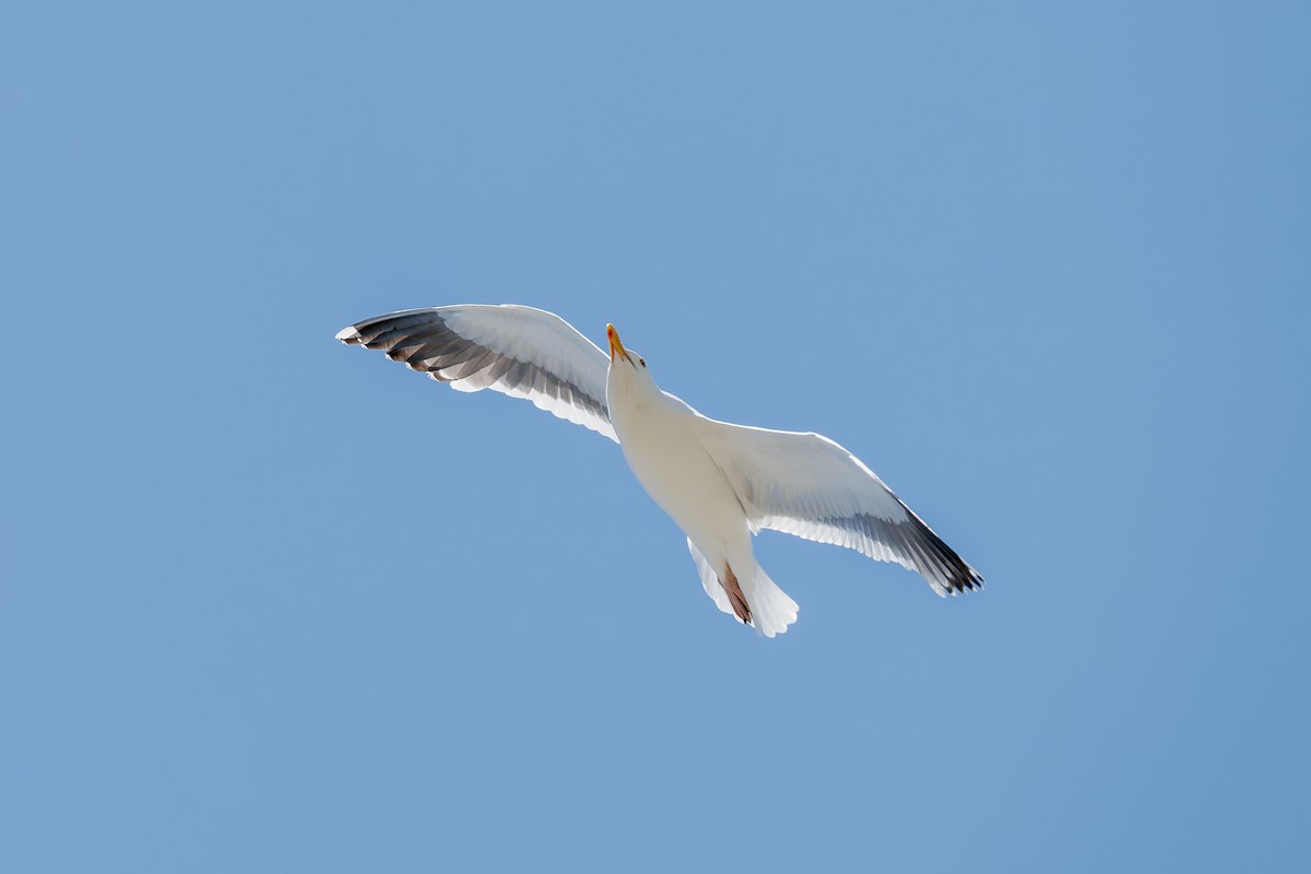 Western Gull - ML621298585