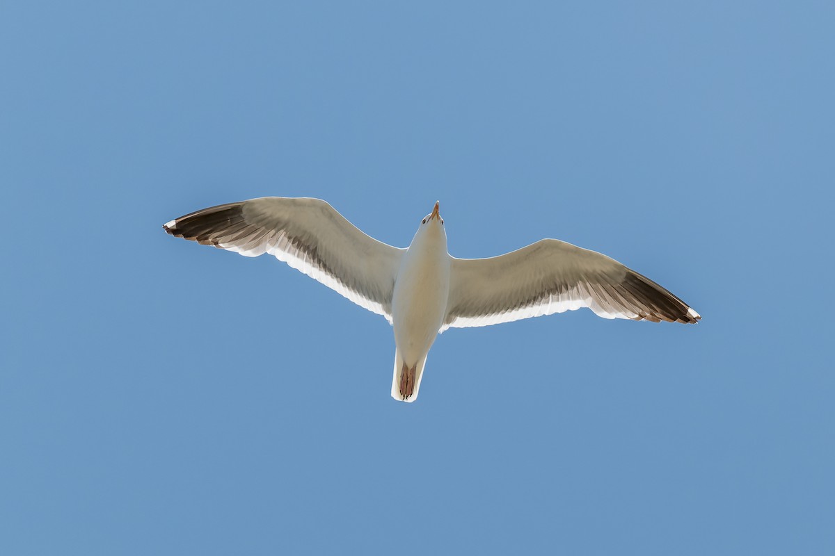 Western Gull - Ruslan Balagansky