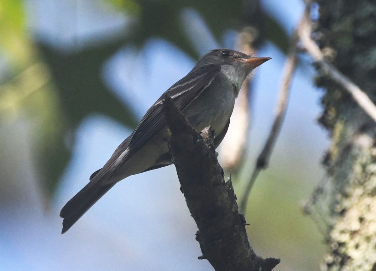 Eastern Wood-Pewee - David True