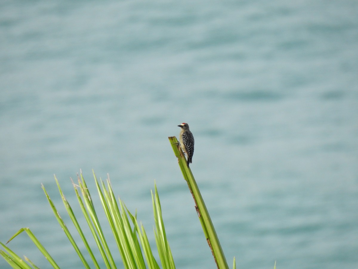 Red-crowned Woodpecker - ML621298613