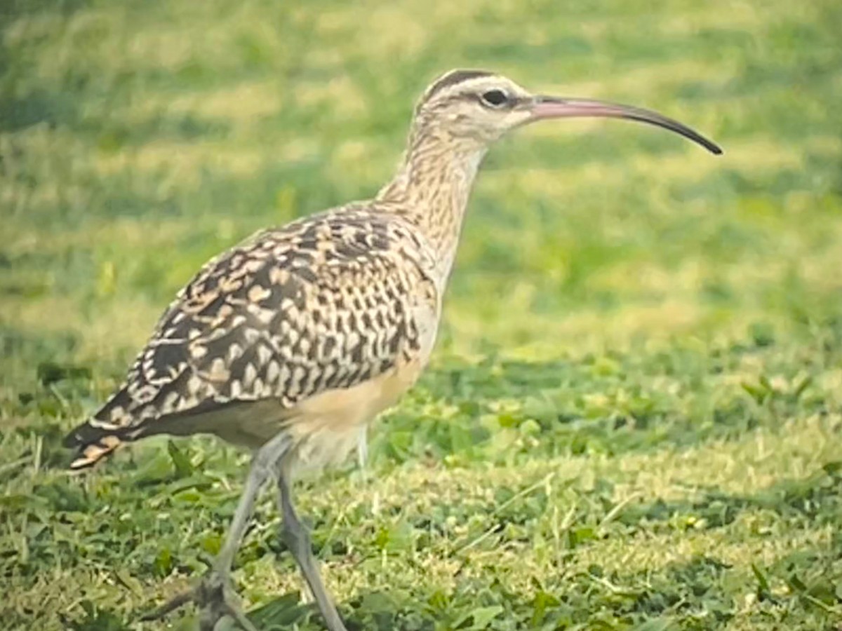 Bristle-thighed Curlew - ML621298634