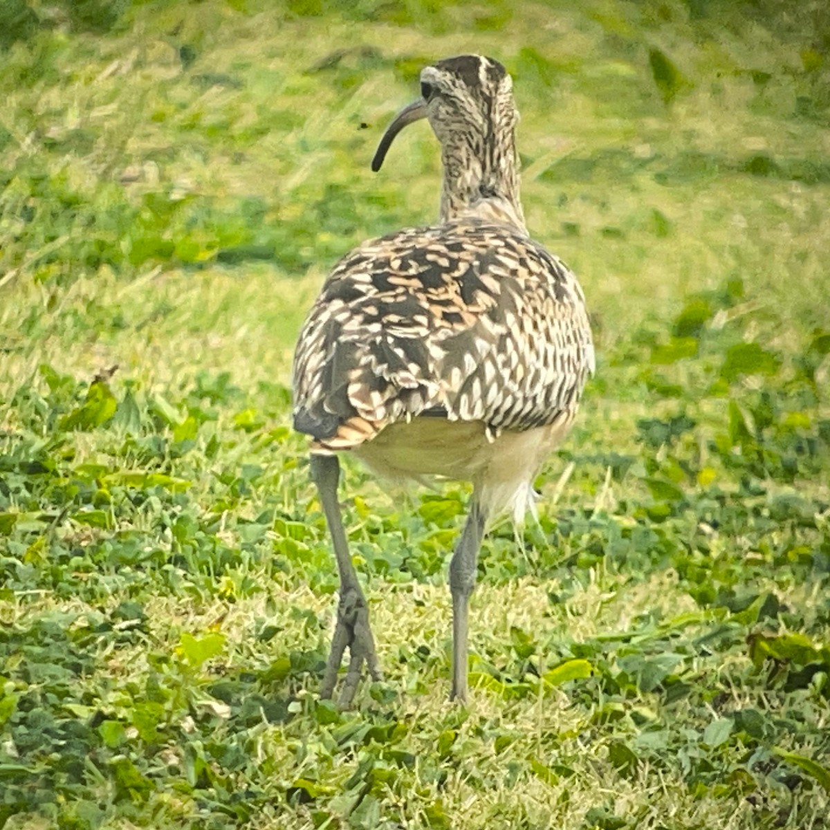 Bristle-thighed Curlew - ML621298636