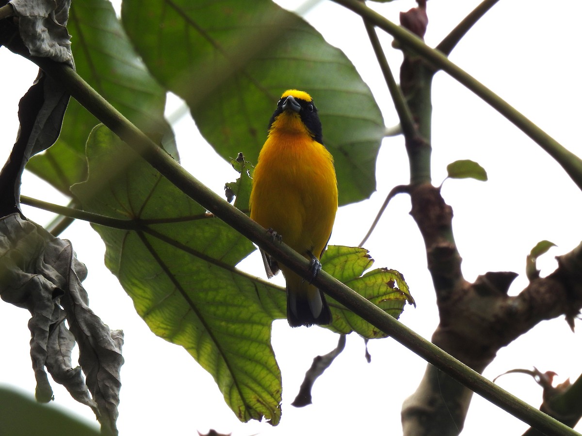 Thick-billed Euphonia - ML621298785