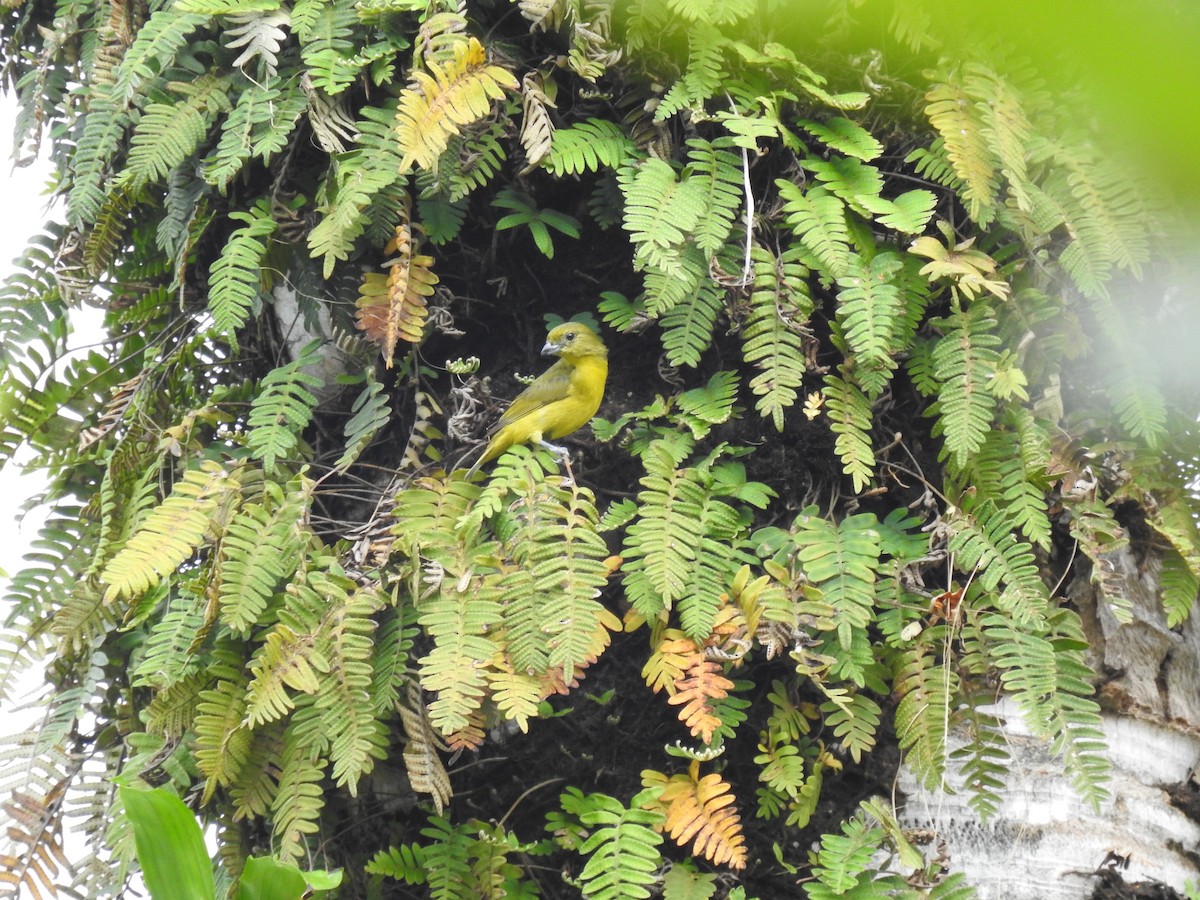 Thick-billed Euphonia - ML621298786