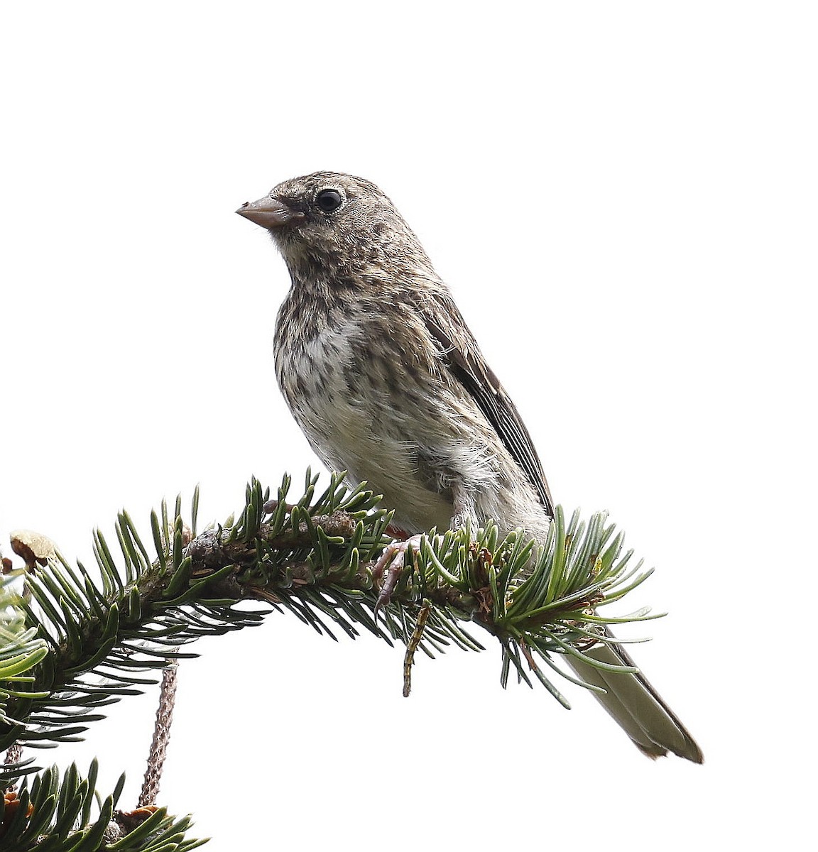 Winterammer (hyemalis/carolinensis) - ML621298850