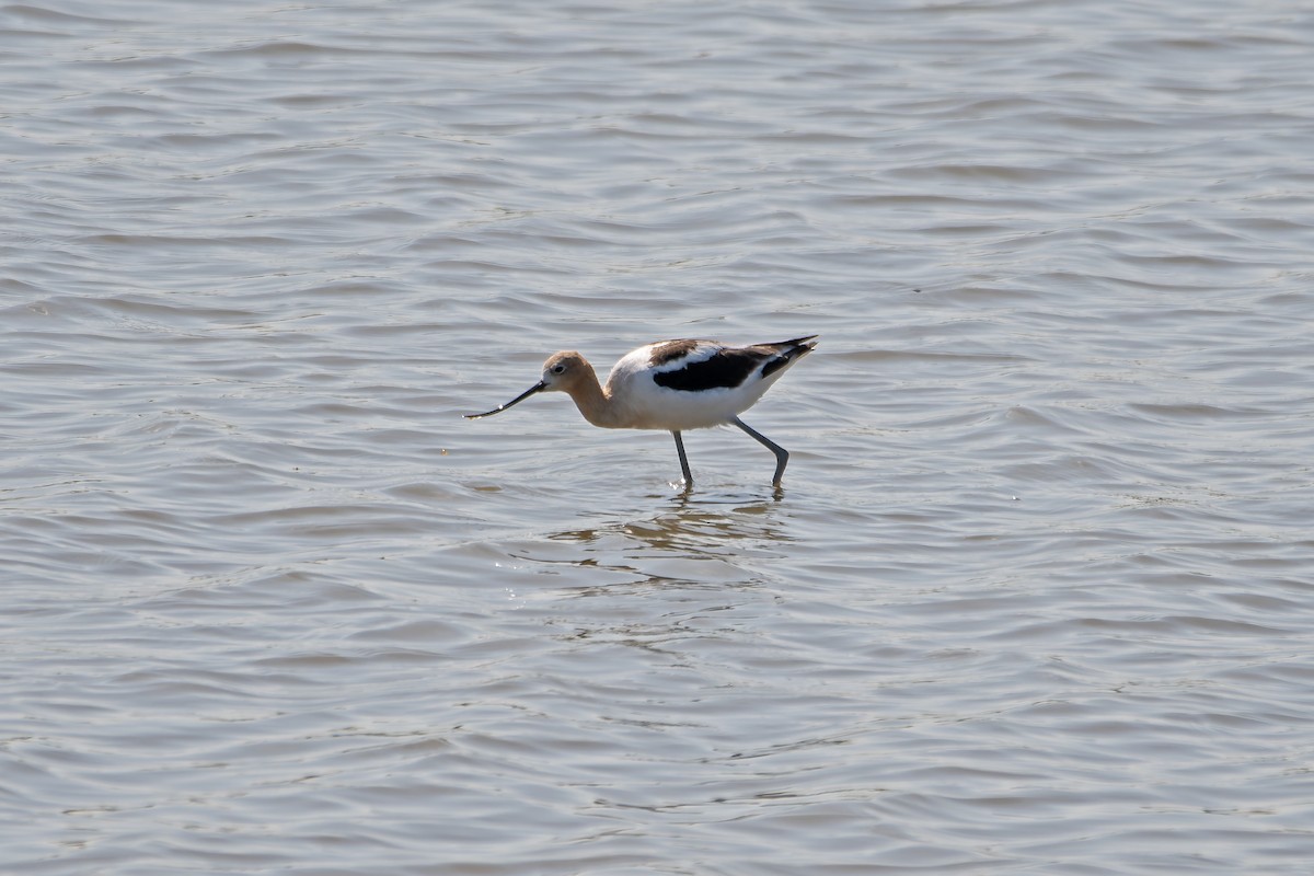 American Avocet - ML621298950