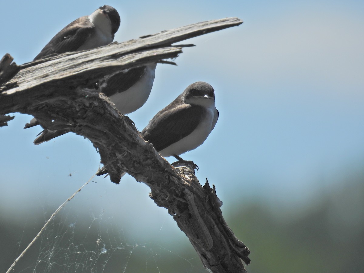 Tree Swallow - ML621298954