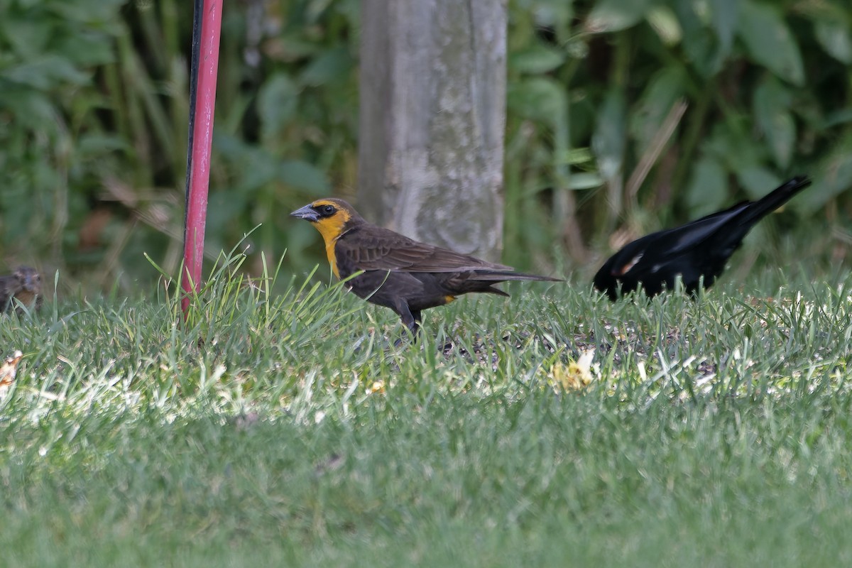 Yellow-headed Blackbird - ML621298962