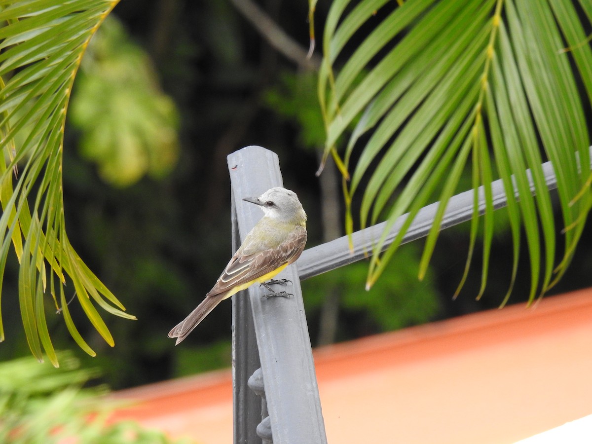 Tropical Kingbird - ML621298967