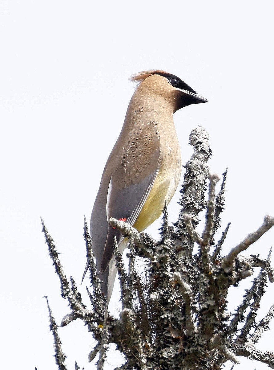 Cedar Waxwing - ML621298991