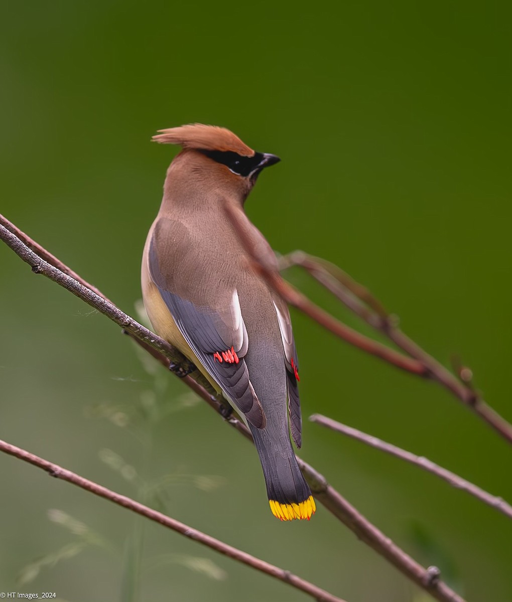 Cedar Waxwing - ML621299002