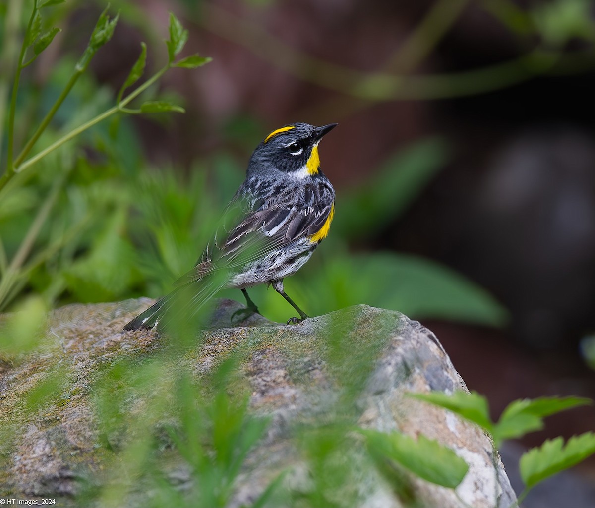 Yellow-rumped Warbler (Myrtle x Audubon's) - ML621299011