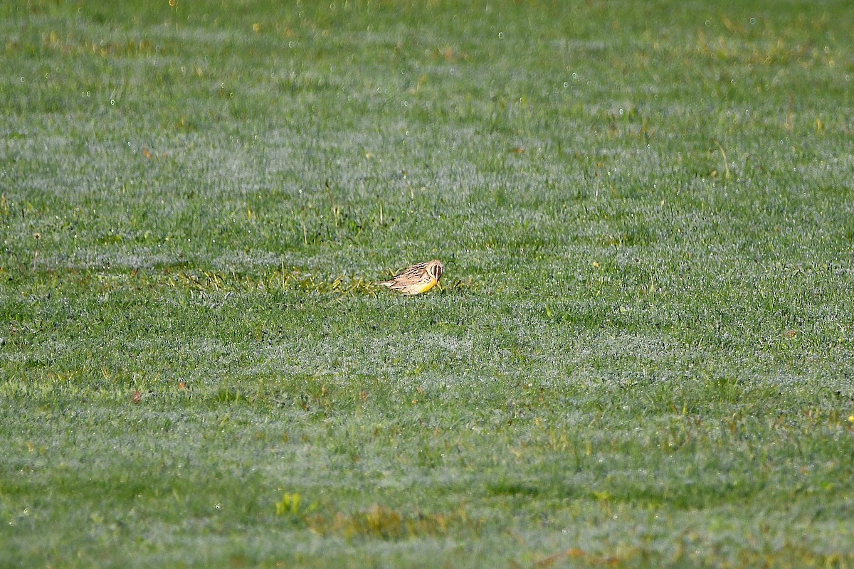 Eastern/Chihuahuan Meadowlark - ML621299156