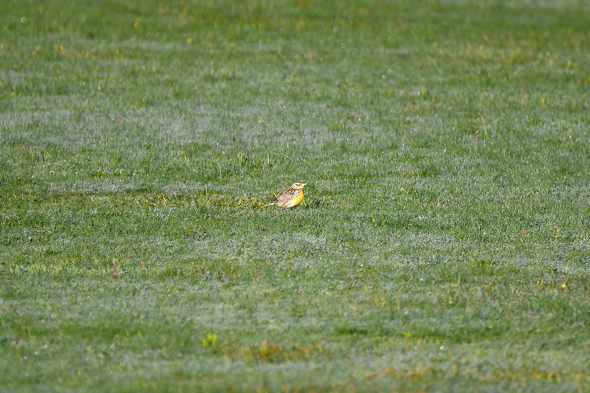 Eastern/Chihuahuan Meadowlark - ML621299159