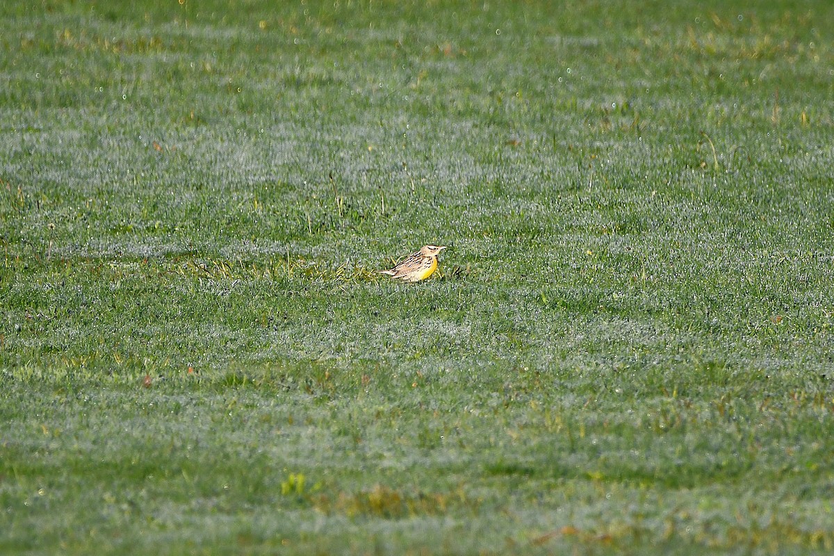 Eastern/Chihuahuan Meadowlark - ML621299160