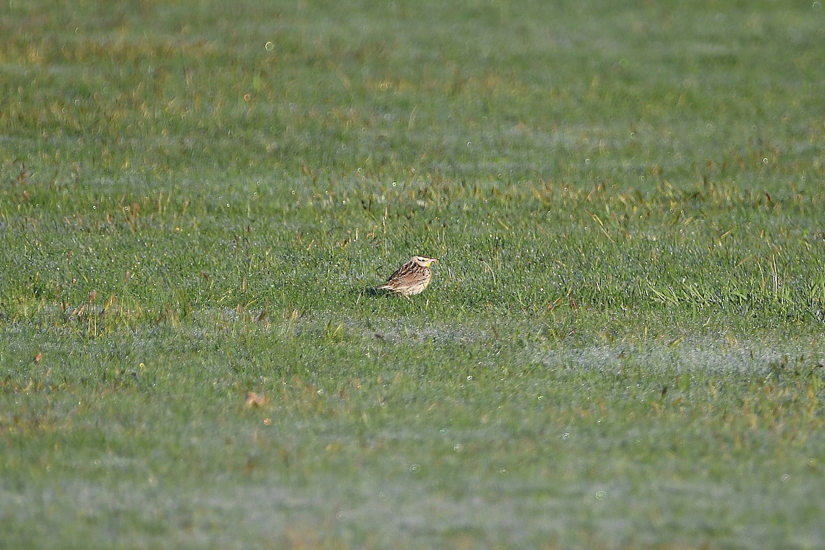 Eastern/Chihuahuan Meadowlark - ML621299166