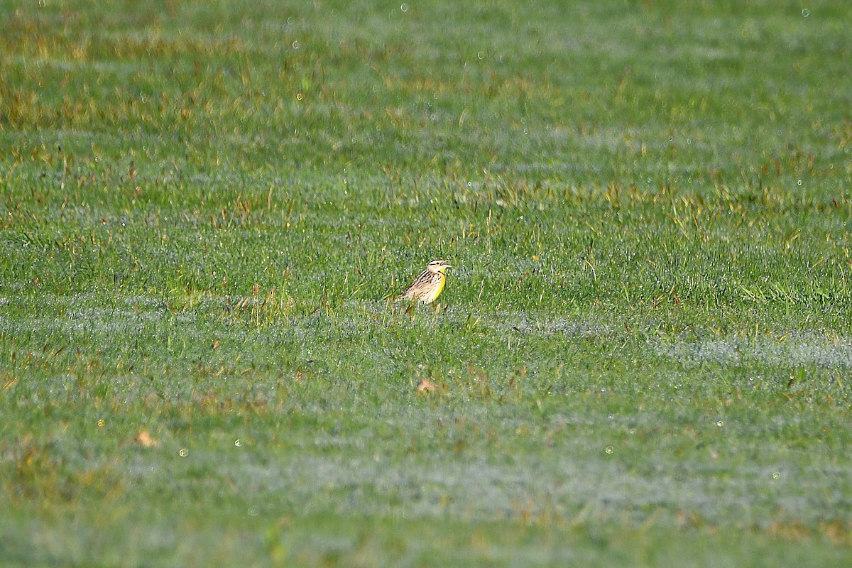 Eastern/Chihuahuan Meadowlark - ML621299167