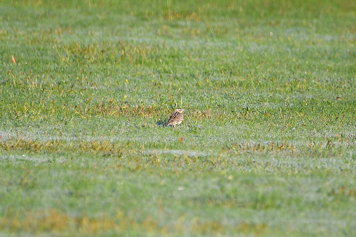 Eastern/Chihuahuan Meadowlark - ML621299168