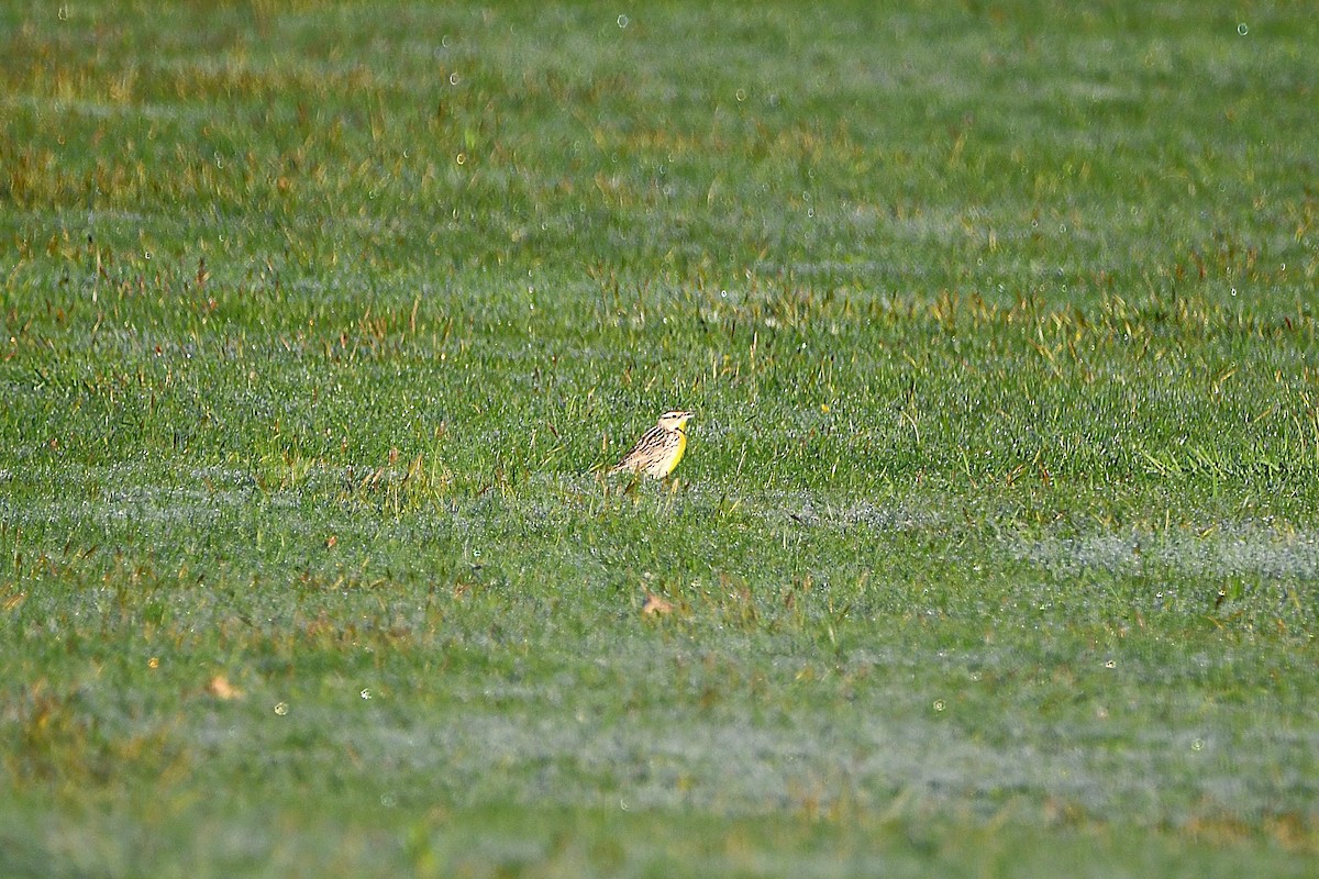 Eastern/Chihuahuan Meadowlark - ML621299169