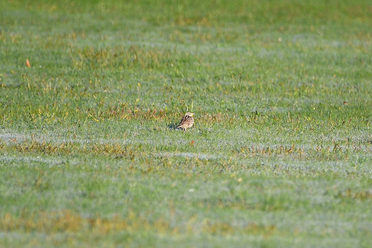 Eastern/Chihuahuan Meadowlark - ML621299170