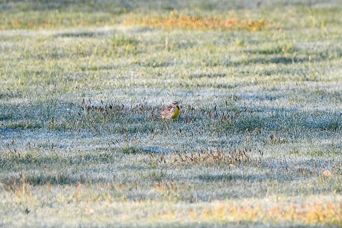 Eastern/Chihuahuan Meadowlark - ML621299173