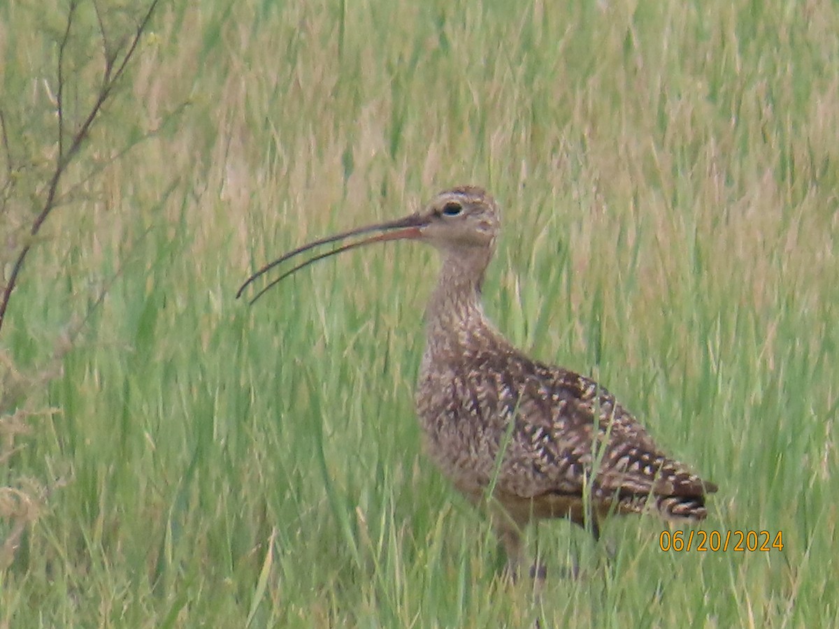 Long-billed Curlew - ML621299191