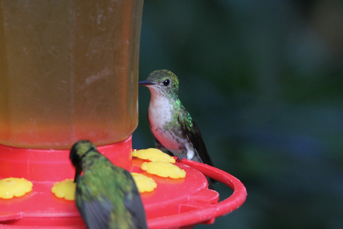 Green-and-white Hummingbird - Robert Gowan