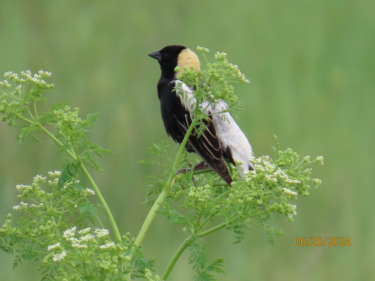 Bobolink - ML621299242