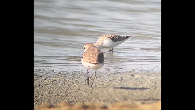 Spoon-billed Sandpiper - ML621299244