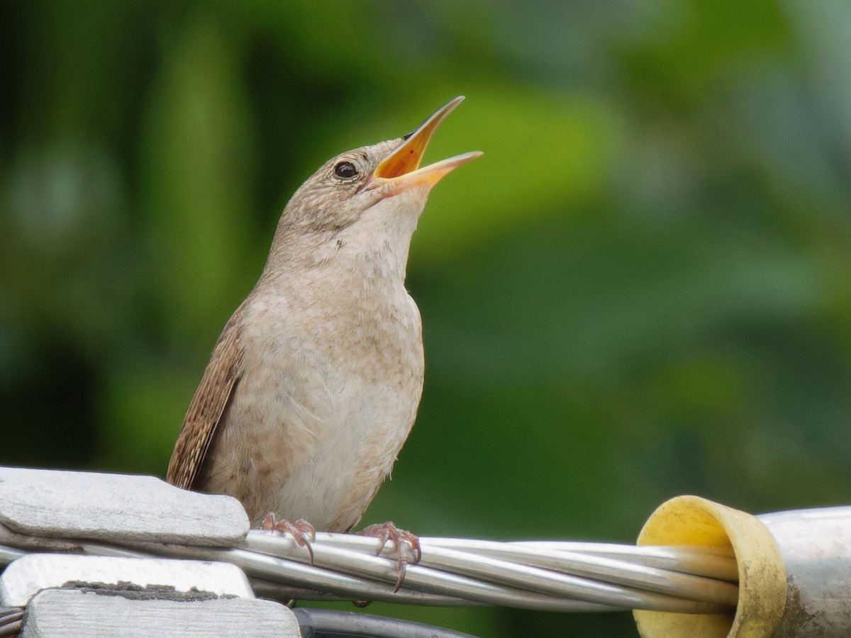 Northern House Wren - ML621299342