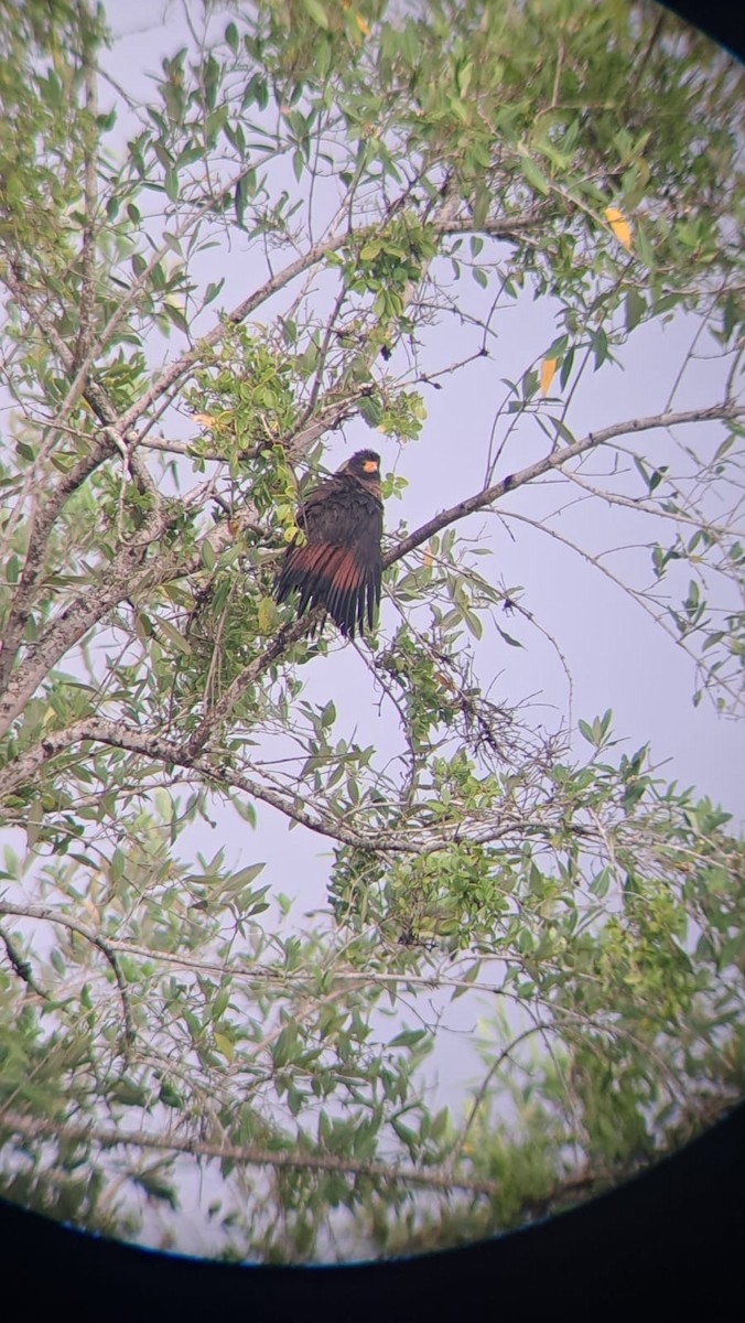 Rufous Crab Hawk - ML621299346