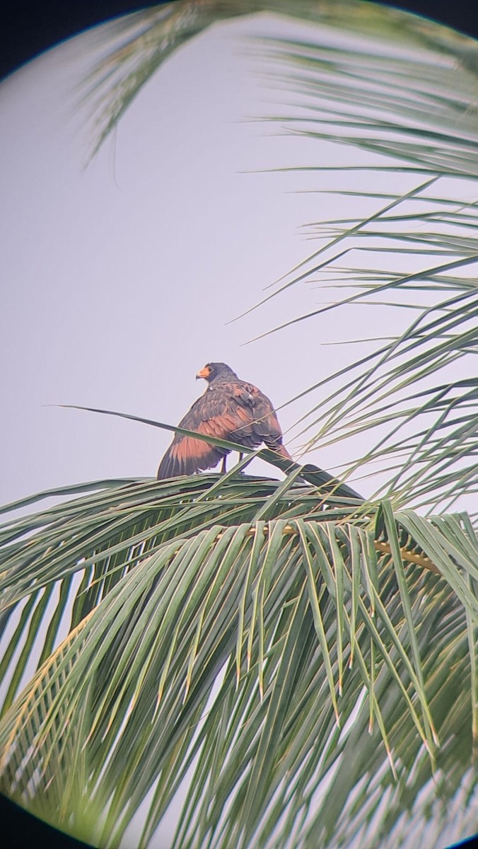 Rufous Crab Hawk - ML621299347