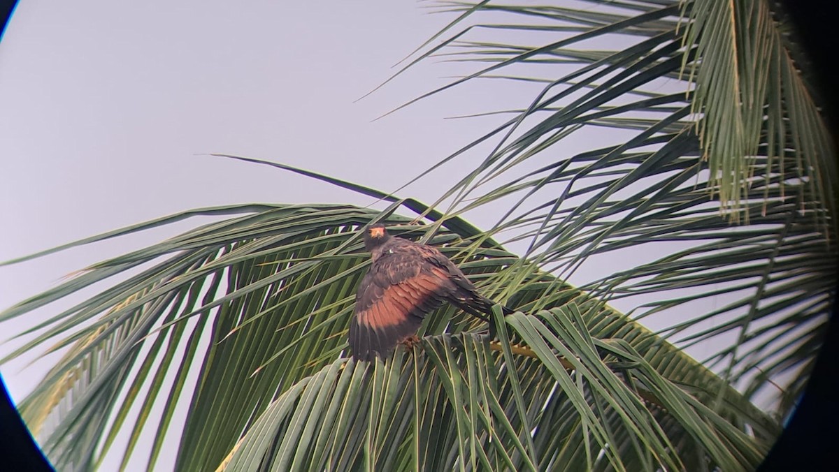 Rufous Crab Hawk - ML621299349