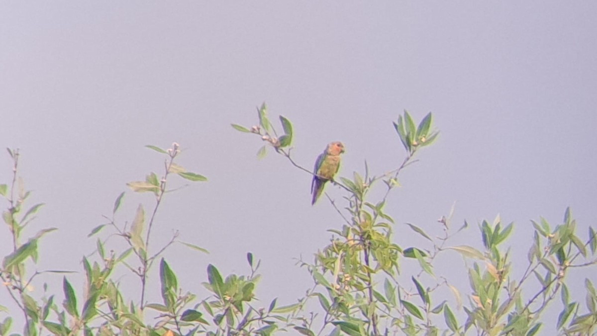 Brown-throated Parakeet - ML621299356