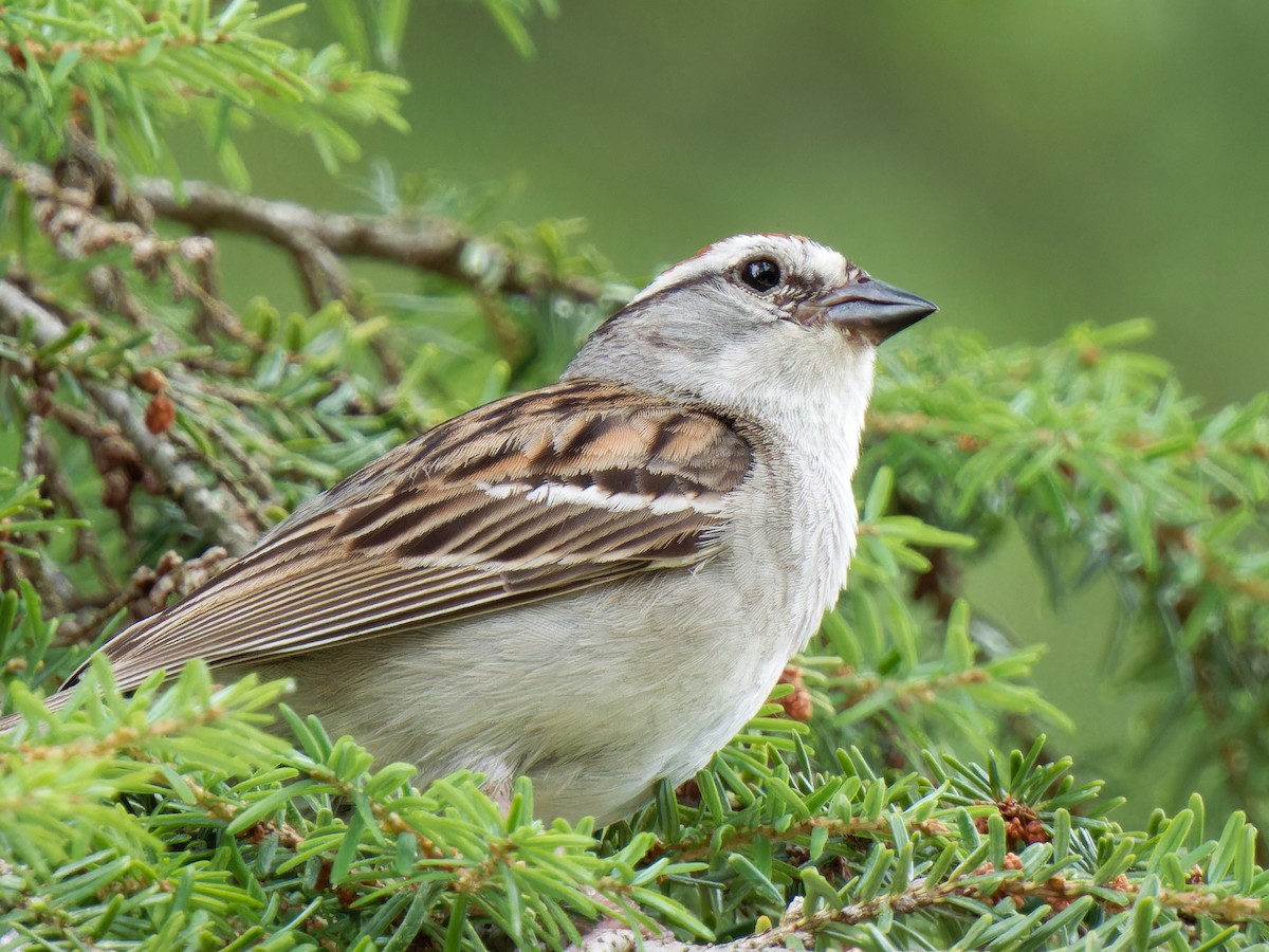 Chipping Sparrow - ML621299367