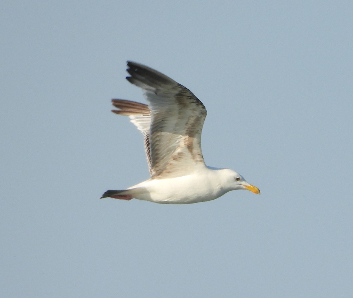 Gaviota Argéntea (americana) - ML621299448