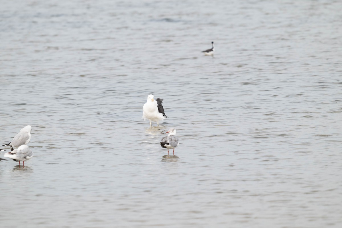 Belcher's Gull - ML621299525