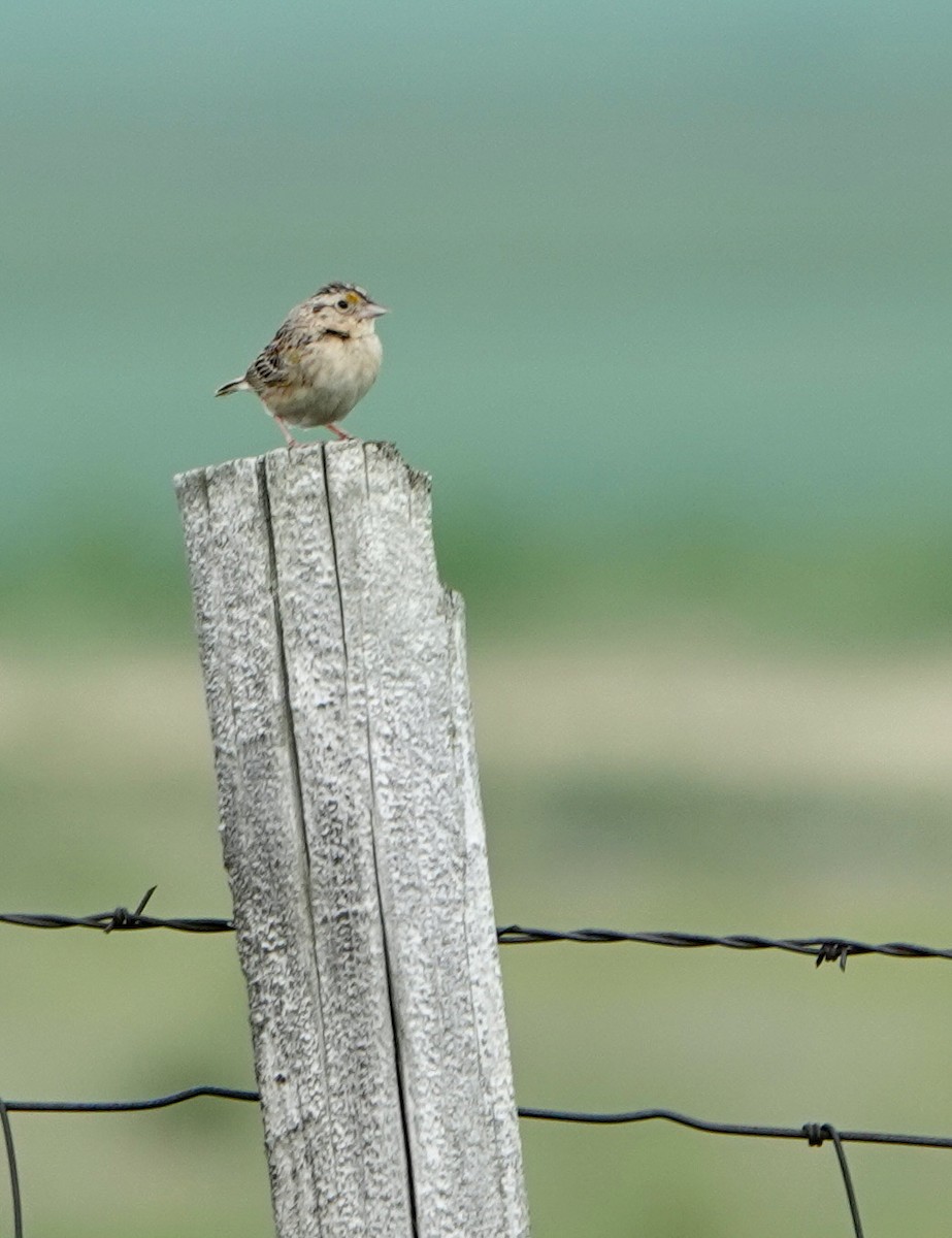 Grasshopper Sparrow - ML621299548