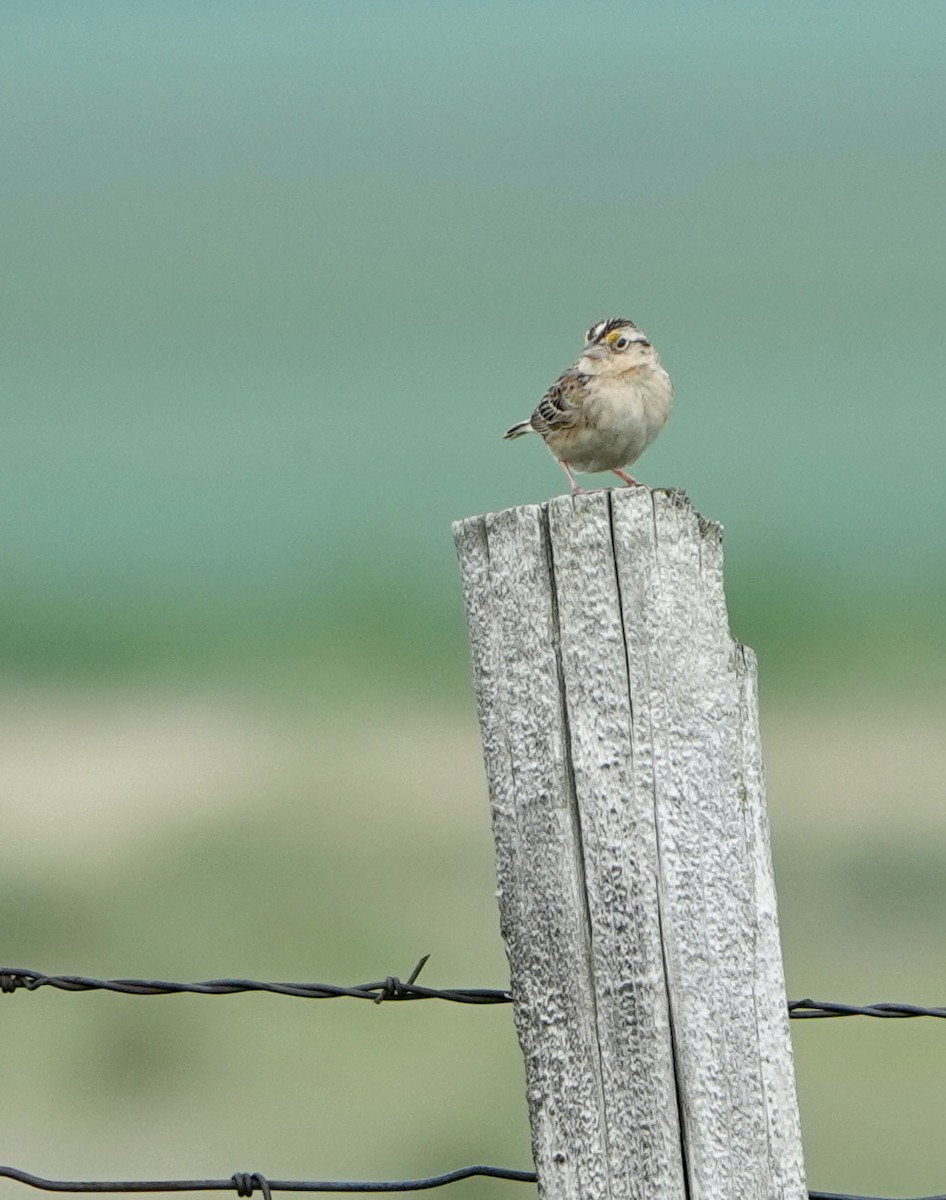 Grasshopper Sparrow - ML621299549