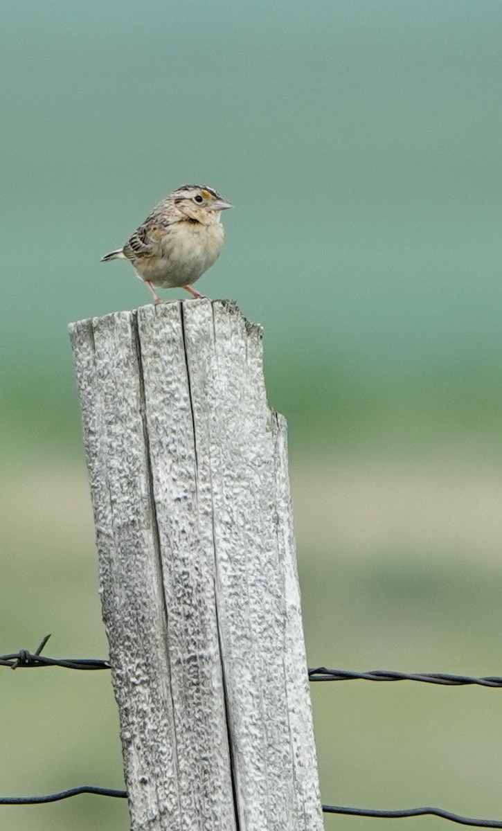 Grasshopper Sparrow - ML621299550