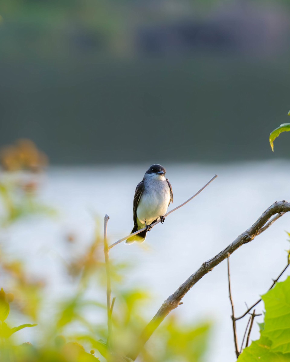 Eastern Kingbird - ML621299600